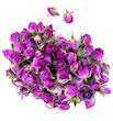 غنچه گل محمدی لاله زار صادراتی