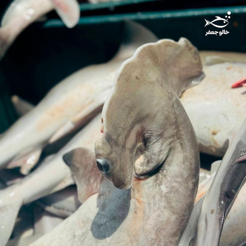 کوسه ماهی (۱ کیلوگرم)