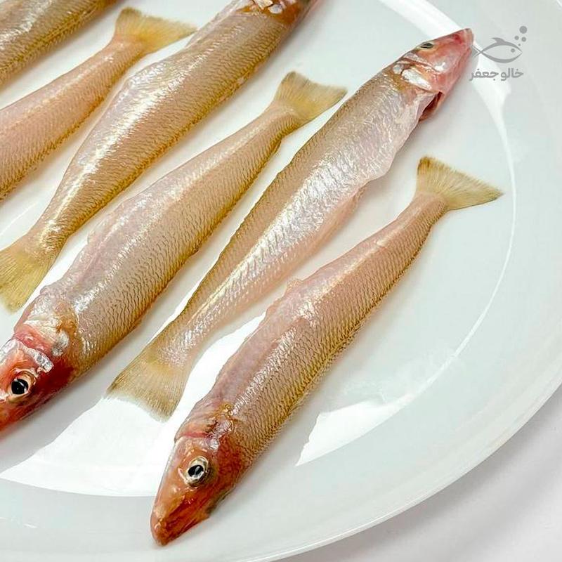 ماهی شورت متوسط (۱ کیلوگرم)