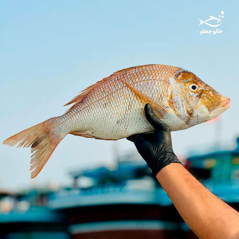 ماهی شهری (۱ کیلوگرم)