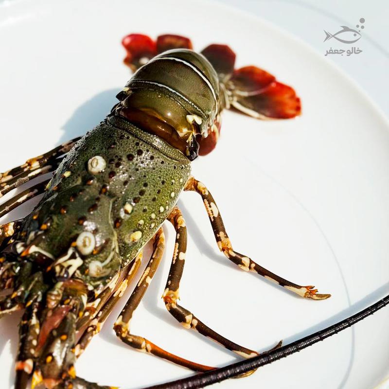 لابستر شاخدار صادراتی (۱ کیلوگرم)