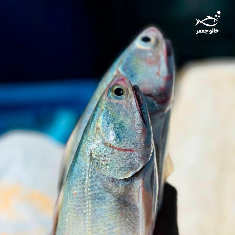ماهی راژگو (۱ کیلوگرم)