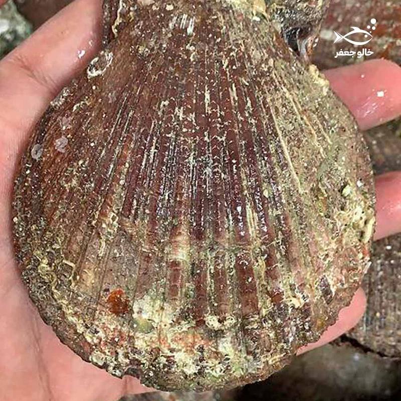 صدف اسکالوپ (۱ کیلوگرم)