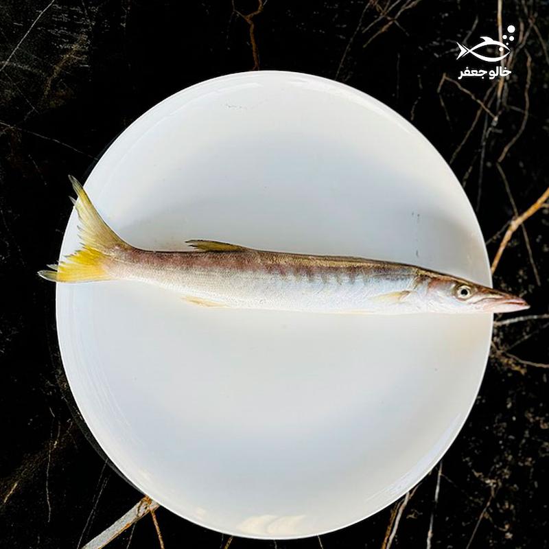 ماهی کُدر/چنگو‌دم طلا (۱ کیلوگرم)