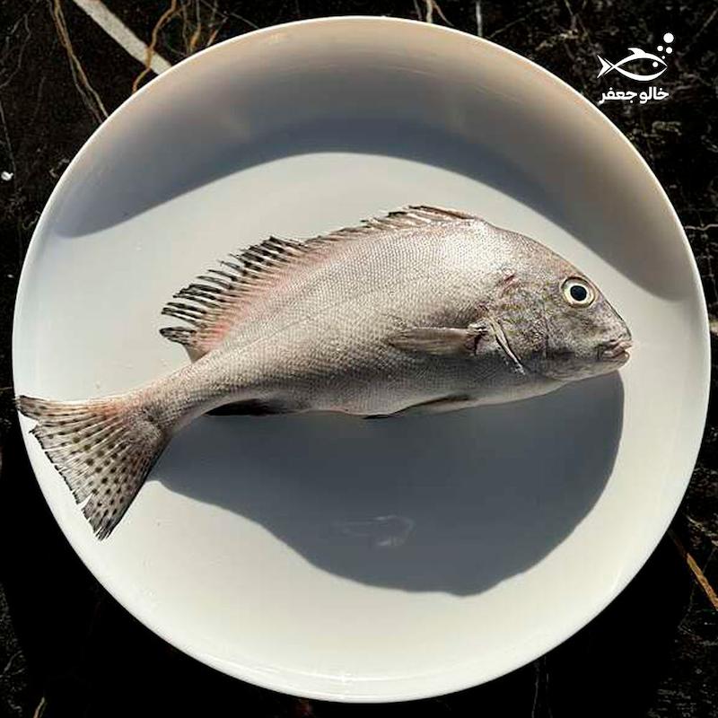 ماهی خنو / بره ماهی (۱ کیلوگرم)