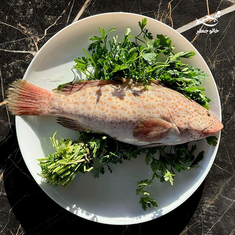 ماهی هامور اصل (۱ کیلوگرم)