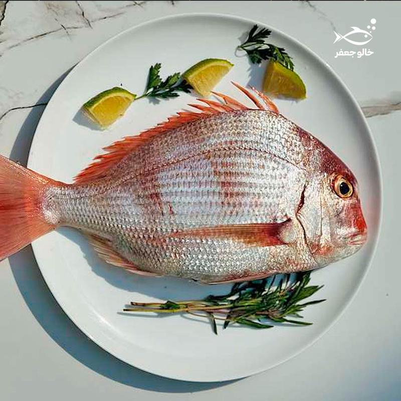 ماهی شانک / کخو (۱ کیلوگرم)