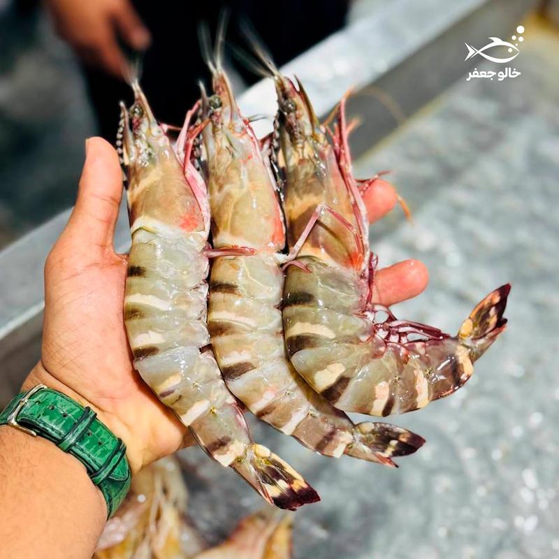 شاه ميگو نژاد ببری (۱۰ عدد در هر کیلوگرم)