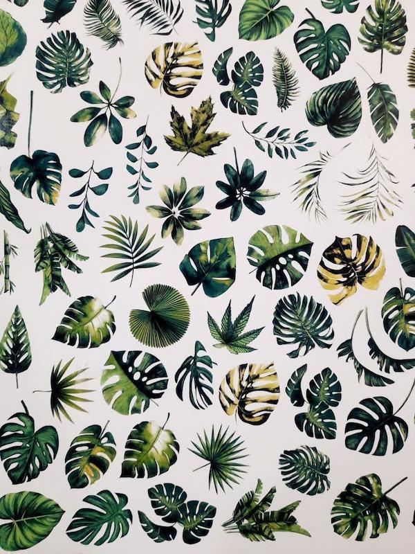 ترانسفر کوره ای برگ انجیری 