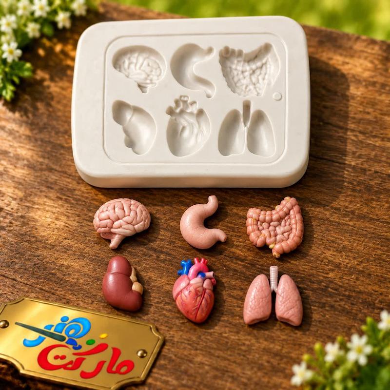 قالب گچی اعضای بدن ( پل مل )