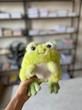 عروسک قورباغه 🐸