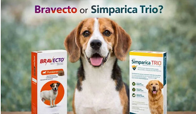مقایسه کامل سیمپاریکا (Simparica) و براوکتو (Bravecto) برای سگ‌ها