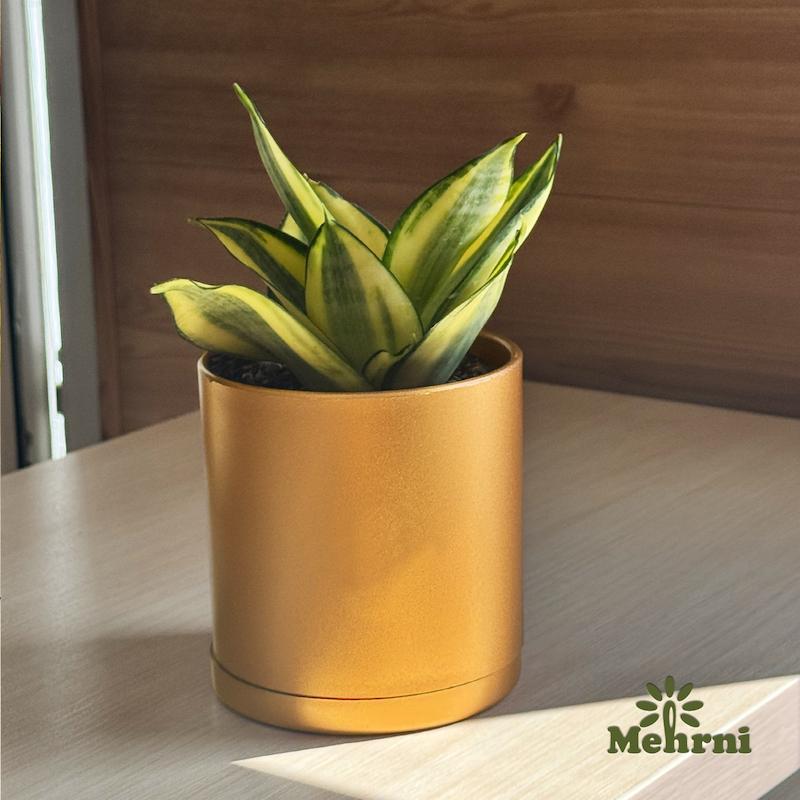 CODE (103/12.5B) قیمت هر کارتن