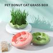علف گربه / کت گرس / cat grass همراه با گلدان