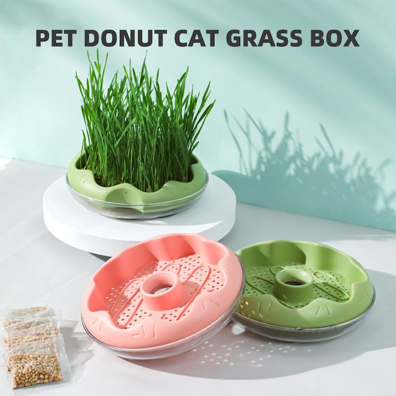 علف گربه / کت گرس / cat grass همراه با گلدان