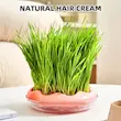 علف گربه / کت گرس / cat grass همراه با گلدان