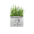 بذر علف گربه / کت گرس / cat grass