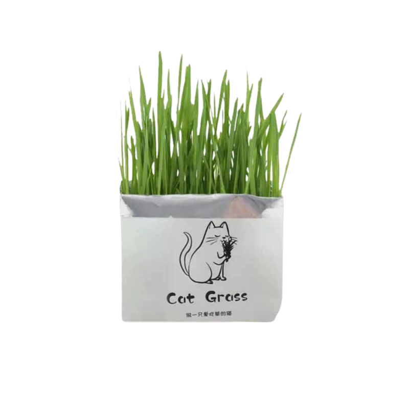 بذر علف گربه / کت گرس / cat grass