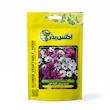 گل استئوسپرموم