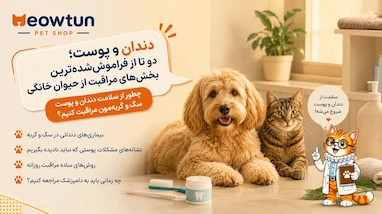 راهنمای مراقبت از دندان و پوست سگ و گربه | علائم، پیشگیری و نکات مهم
