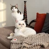 picha and leo