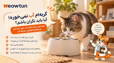 گربه‌ام آب نمی‌خوره؛ آیا باید نگران باشم؟