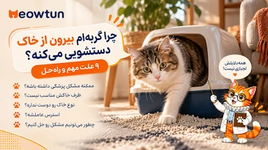 چرا گربه بیرون از خاک دستشویی می‌کنه؟ ۹ علت مهم و راه‌حل
