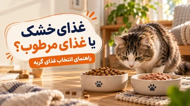 غذای خشک بهتره یا غذای مرطوب؟ راهنمای انتخاب غذای گربه