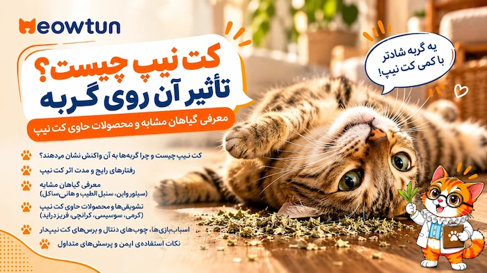 کت‌نیپ چیست و چه تأثیری روی گربه دارد؟ معرفی گیاهان مشابه و محصولات حاوی کت‌نیپ