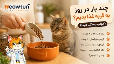 چند بار در روز به گربه غذا بدهیم؟ (جواب بستگی داره — ولی نه به شانس!)