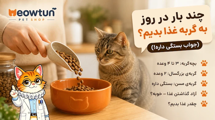 چند بار در روز به گربه غذا بدهیم؟ (جواب بستگی داره — ولی نه به شانس!)