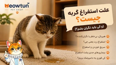 علت استفراغ گربه چیست؟ (و کِی باید نگران بشم؟)