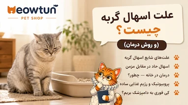 علت اسهال گربه چیست و چطور درمان می‌شه؟