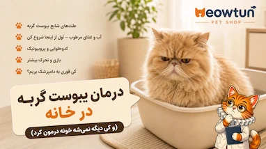 درمان یبوست گربه در خانه (و کِی دیگه نمی‌شه خونه درمون کرد)