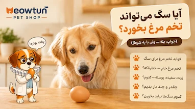 آیا سگ می‌تواند تخم مرغ بخورد؟ (جواب کوتاه: بله — ولی با یه شرط مهم)