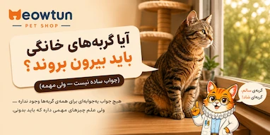 آیا گربههای خانگی باید بیرون بروند؟ (جواب ساده نیست — ولی مهمه)