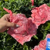 ست شورت و سوتین فنردار گلدوزی گل گلبه ای