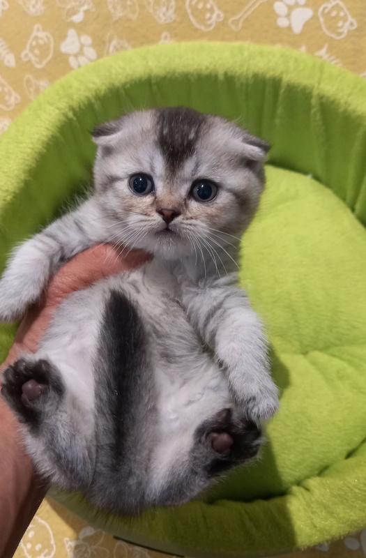 بچه گربه اسکاتیش سیلور