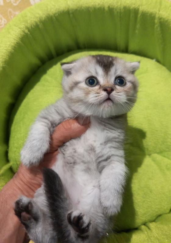 بچه گربه اسکاتیش سیلور