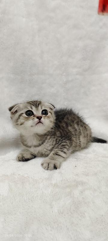 بچه گربه اسکاتیش سیلور
