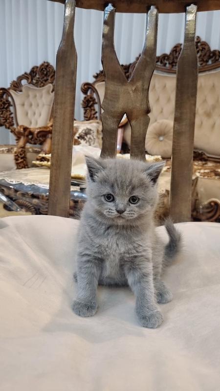 بچه گربه بریتیش بلو 