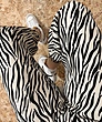 شلوار zebra 
