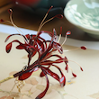 پیش فروش کانزاشی سوسن عنکبوتی (spider lily)(تحویل اواخر شهریور)🕸🌺