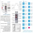 محافظ ولتاژ و جریان تکفاز دیجیتال 63 آمپر جی بی اچ کد JBH/CVP-S/1PH/63A