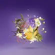 عطر زرجف purple accento