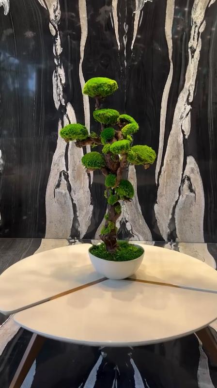 درختچه جاودان