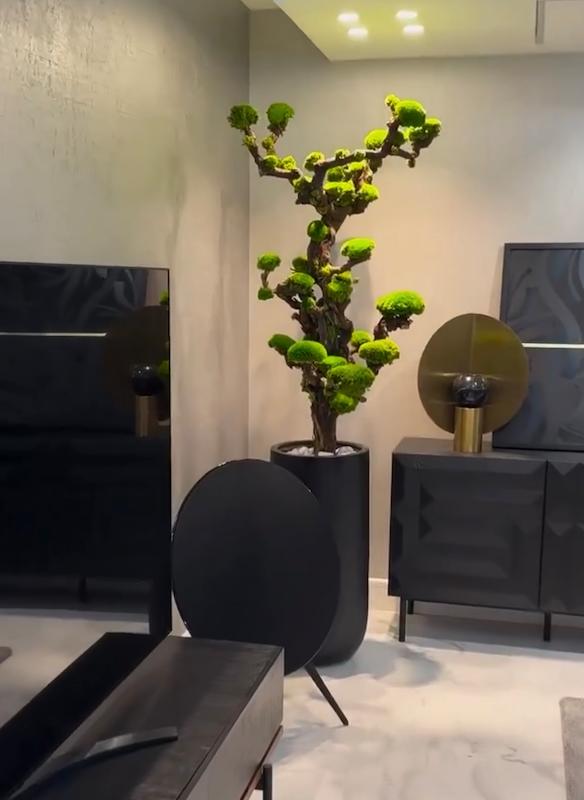 درخت جاودان