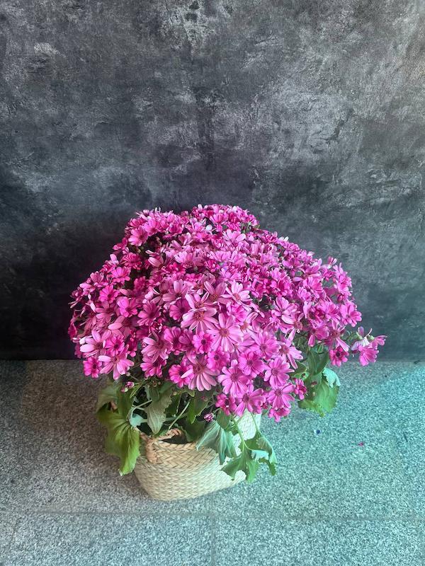 سینره صورتی با گلدان حصیری