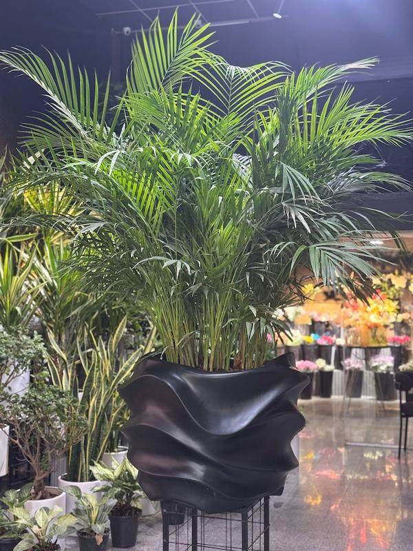 گیاه آپارتمانی لوکس نخل اریکا زینتی