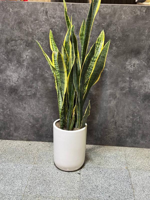 گلدان سانسوریا -گیاهان آپارتمانی